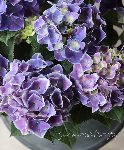 紫陽花 『ホットチボリ』 | すべての商品 | | Junk sweet Garden tef*tef*