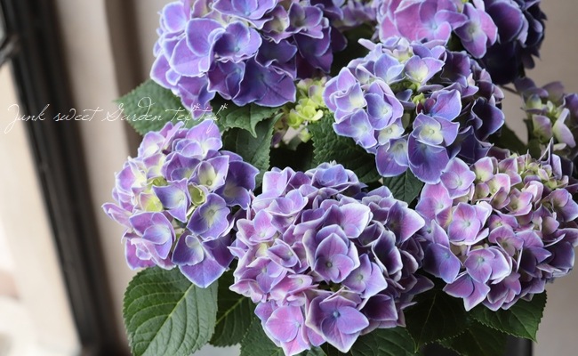 紫陽花 『ホットチボリ』 | すべての商品 | | Junk sweet Garden tef*tef*