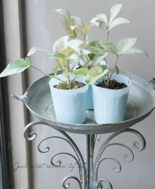 ��¼��ݡ����顼�꡼�դΥ��ꥹ�ޥ����������إ��ƥ�ˡ������������