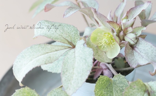 クリスマスローズ クリスマスローズ（花色Mix） | 花の咲く植物 | 芝桜専門店「お