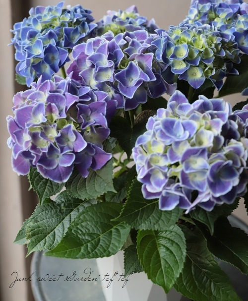紫陽花 『ホットチボリ』 | すべての商品 | | Junk sweet Garden tef*tef*
