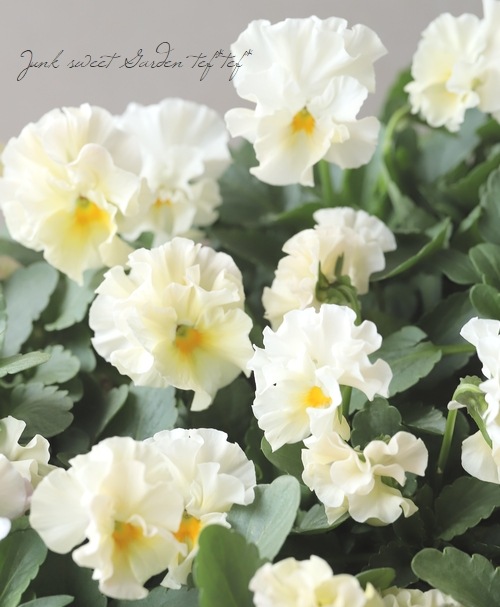 ���ե��餭�ѥ󥸡� �إ�����֥ꥨ�� �ڥ��꡼��ϡ� �����¥��ꥸ�ʥ�