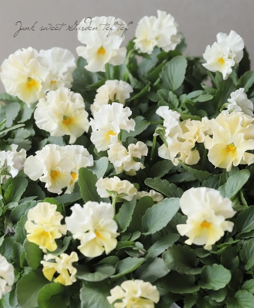 ���ե��餭�ѥ󥸡� �إ�����֥ꥨ�� �ڥ��꡼��ϡ� �����¥��ꥸ�ʥ�