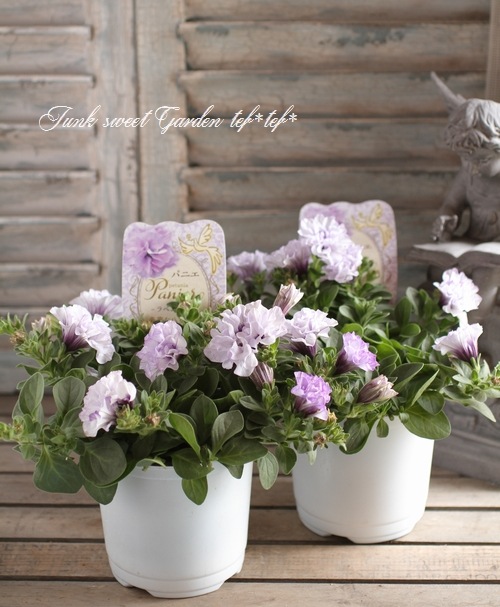 八重咲きペチュニア パニエ ラベンダー すべての商品 Junk Sweet Garden Tef Tef