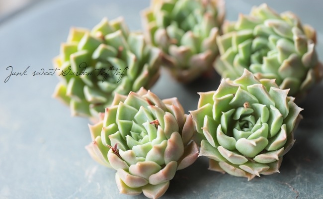 多肉植物 モヒカン錦♡抜き苗