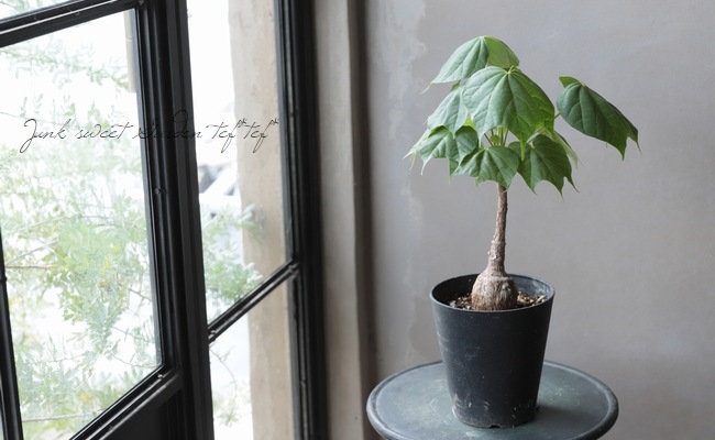 フィルミアナ・フルゲンス Firmiana fulgens 塊根植物コーデックス