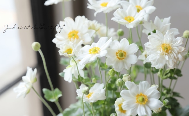 秋明菊 『ホワイト』 シュウメイギク | すべての商品 | | Junk sweet