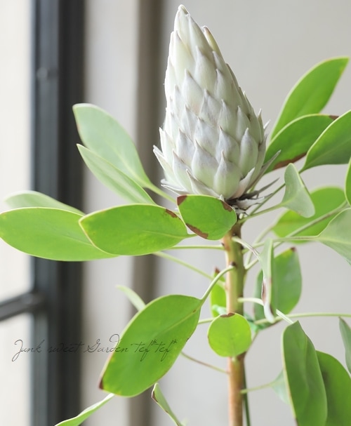 プロテア　キングホワイト　オージープランツ　希少品種 ザ・ファームセレクト]プロテア：キングホワイト 7号鉢植え24-01