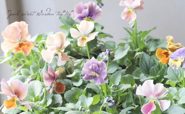 ○進化を続ける育種家ビオラ 『evolve -エボルベ-』 オーララ 【A