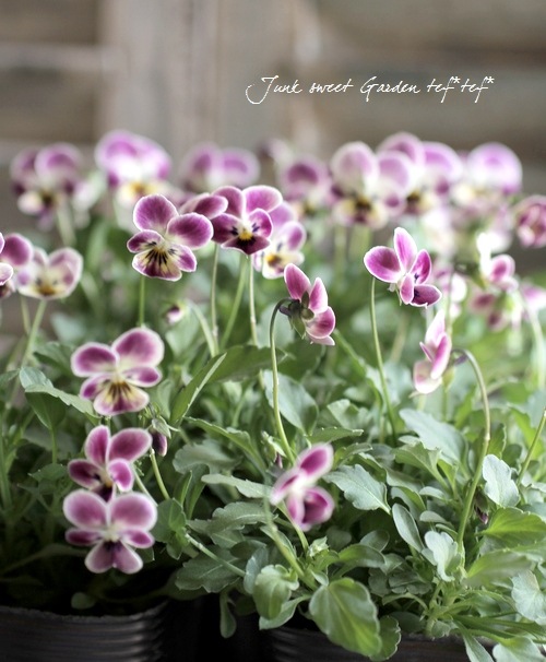 10苗セット！半額！】☆みもとビオラ 『つぶらなタヌキ・あずき