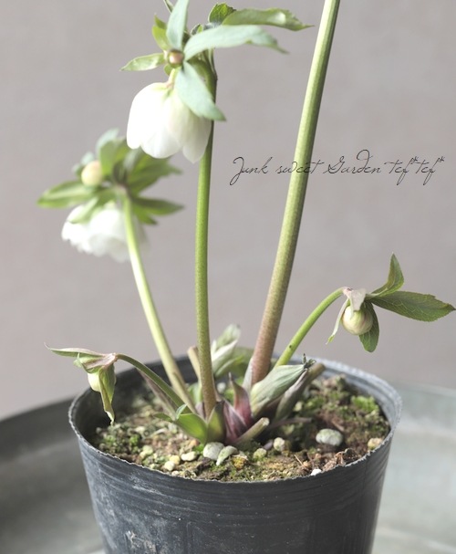 大和園】 クリスマスローズ 『ホワイトダブルカップ咲き』 2026【Q