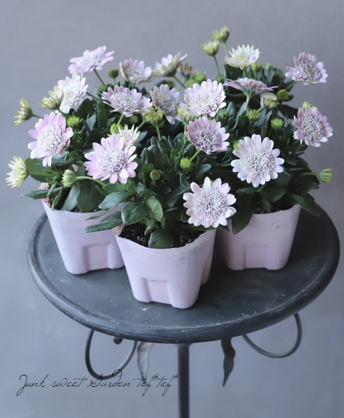 ゲブラさんの八重咲きダブル オステオスペルマム ロココ すべての商品 Junk Sweet Garden Tef Tef