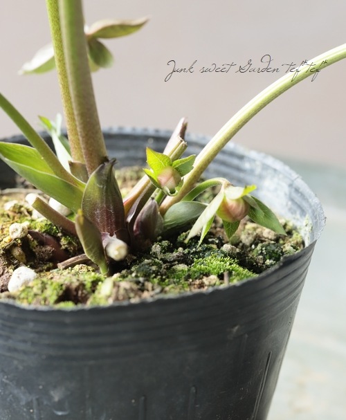 大和園】 クリスマスローズ 『ホワイトダブルカップ咲き』 2026【Q