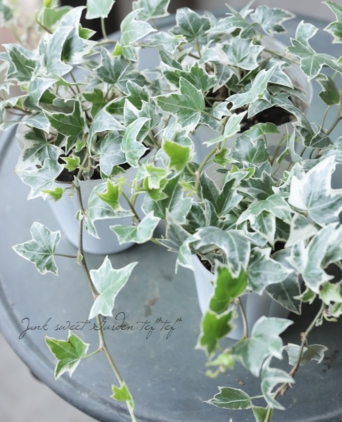 ミニヘデラ 『ニューミニシルバー』 | すべての商品 | | Junk sweet