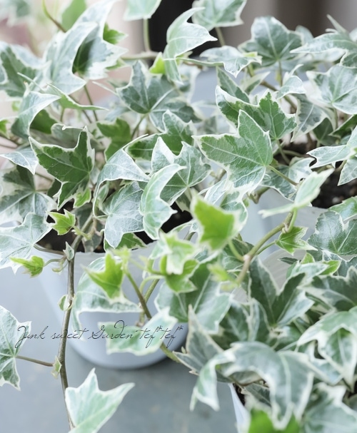 ミニヘデラ 『ニューミニシルバー』 | すべての商品 | | Junk sweet