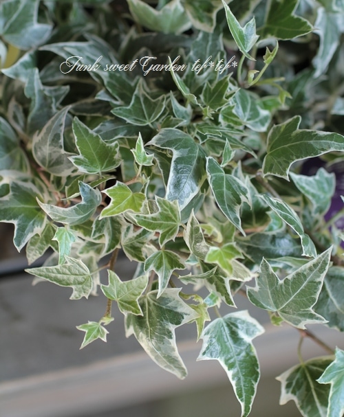 ミニヘデラ 『ニューミニシルバー』 | すべての商品 | | Junk