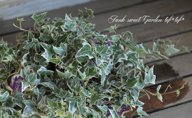 ♡ご確認&ご連絡用♡ニューミニシルバー＊根付きカット枝♡ ヘデラ（アイビー）：ニューミニシルバー3号ポット の通販