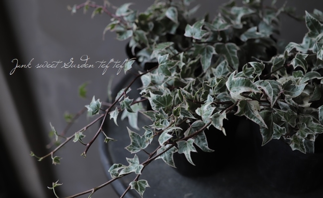 ミニヘデラ 『ニューミニシルバー』 | すべての商品 | | Junk