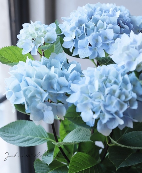 紫陽花 『黒軸 -クロジク-』 茎が黒い！ | Flower Species,アジサイ