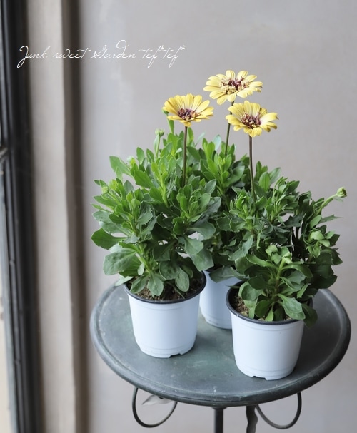 �����ƥ����ڥ�ޥࡦ�ץ�󥻥����꡼�� �إ�������A�����ס١�