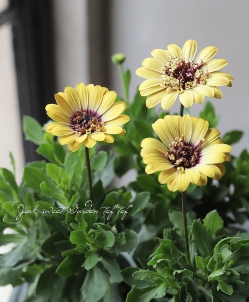 �����ƥ����ڥ�ޥࡦ�ץ�󥻥����꡼�� �إ�������A�����ס١�