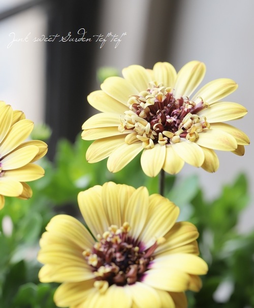 �����ƥ����ڥ�ޥࡦ�ץ�󥻥����꡼�� �إ�������A�����ס١�