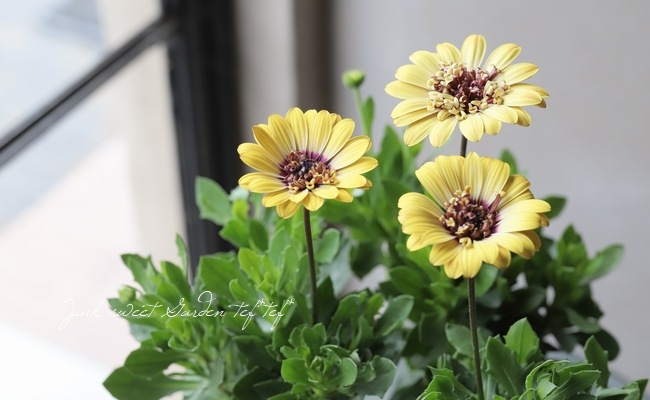 オステオスペルマム・プリンセスシリーズ 『イエローBタイプ