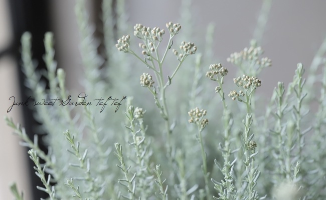 �إꥯ�ꥵ�� �إɥ�ա������ꥫ���