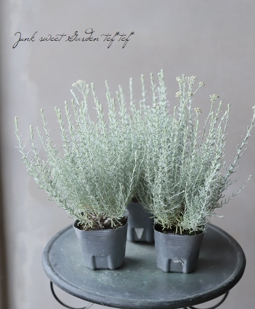 �إꥯ�ꥵ�� �إɥ�ա������ꥫ���