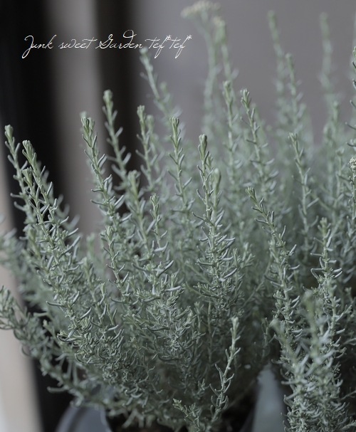 �إꥯ�ꥵ�� �إɥ�ա������ꥫ���