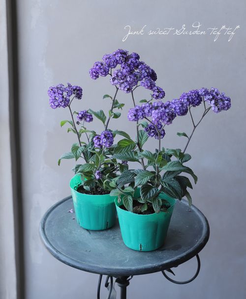 ヘリオトロープ スイートバニラシリーズ パープル すべての商品 Junk Sweet Garden Tef Tef