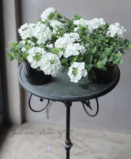 バーベナ・ヴァネッサコンパクト 『ホワイト』 宿根ハンギングタイプ