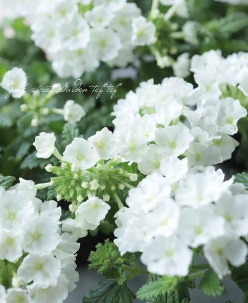 菜花ページ バーベナ・ヴァネッサコンパクト 『ホワイト』 宿根ハンギングタイプ