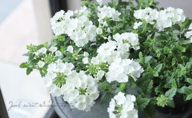 菜花ページ バーベナ・ヴァネッサコンパクト 『ホワイト』 宿根ハンギングタイプ