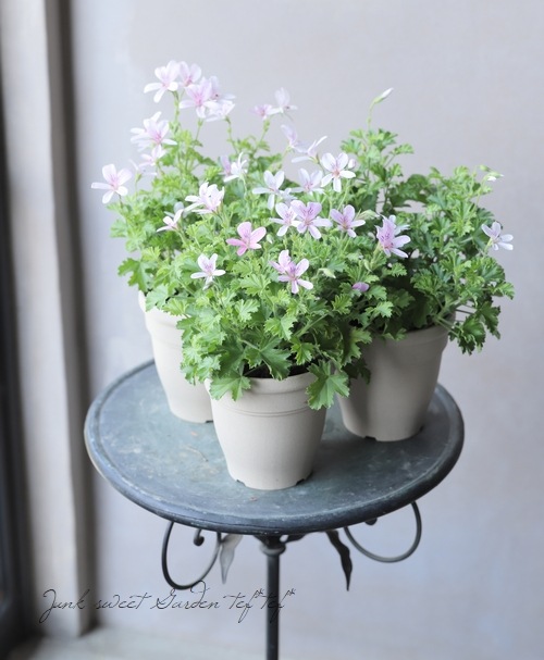 オレンジフィズ苗 オレンジゼラニウム苗 オレンジ香るハーブ 根付き苗