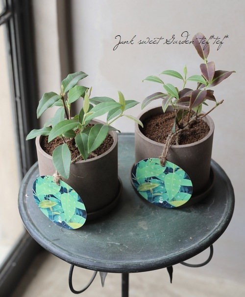 1119レモンマートル レモンマートル』 鉢・皿付 | すべての商品 | | Junk sweet Garden tef