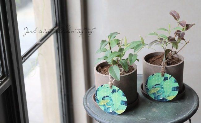 レモンマートル』 鉢・皿付 | すべての商品 | | Junk sweet Garden tef