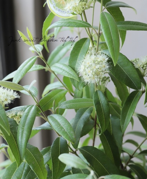 レモンマートル 鉢 皿付 すべての商品 Junk Sweet Garden Tef Tef