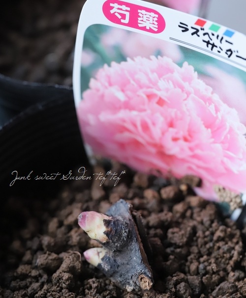 かんむり咲きピオニー・洋種芍薬 『ラズベリーサンダー』 | すべての