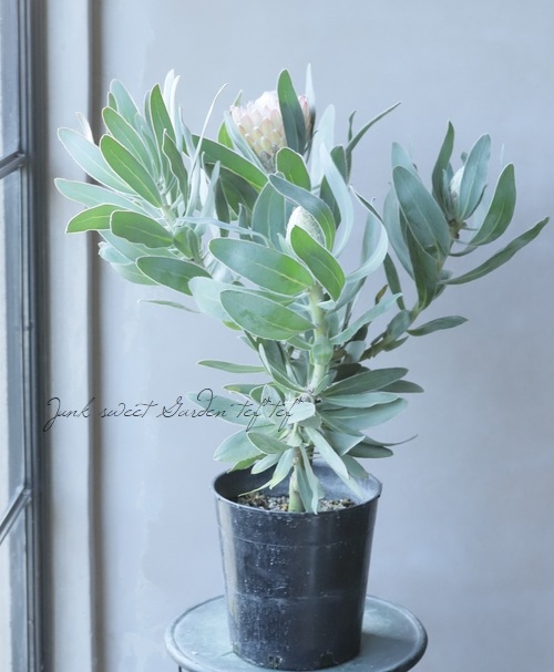 プロテア 『スザーラ』 オーストラリアンプランツ | すべての商品