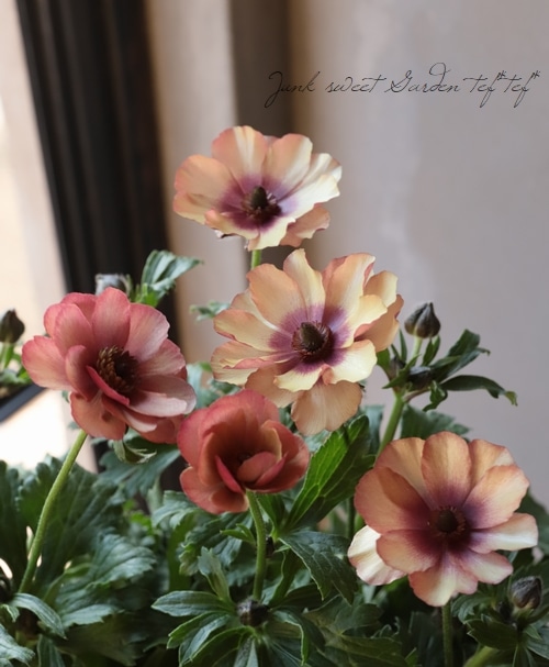 ⑭ ラナンキュラス　ラックス 綾園芸さん育種】 ラナンキュラス ラックスシリーズ 『ウラノス