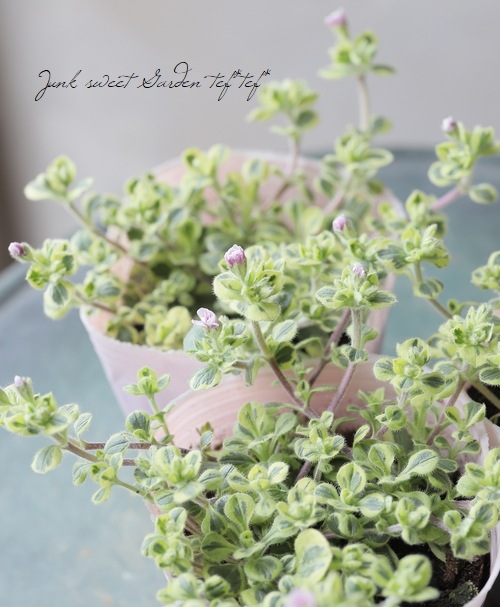 斑入りセラスチオイデス 『カーペットかすみ草』 バリエガータ