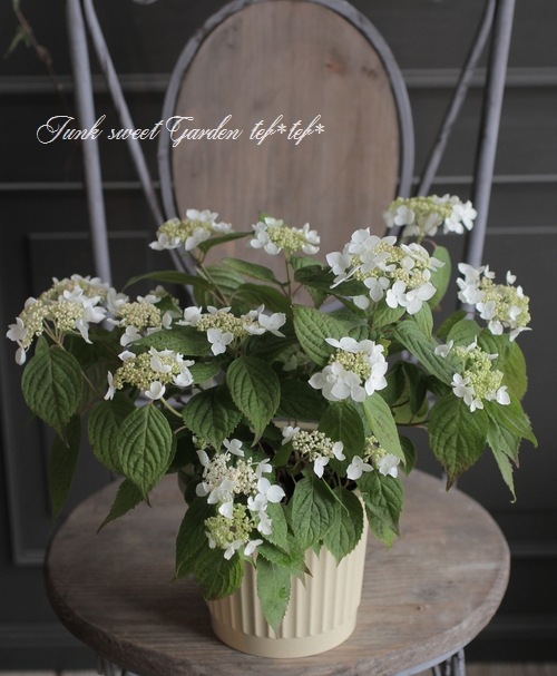 山紫陽花 コガクウツギ 『花笠』 | すべての商品 | | Junk sweet