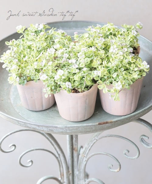 斑入りセラスチオイデス 『カーペットかすみ草』 バリエガータ