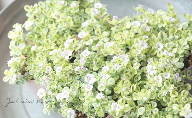 斑入りセラスチオイデス 『カーペットかすみ草』 バリエガータ