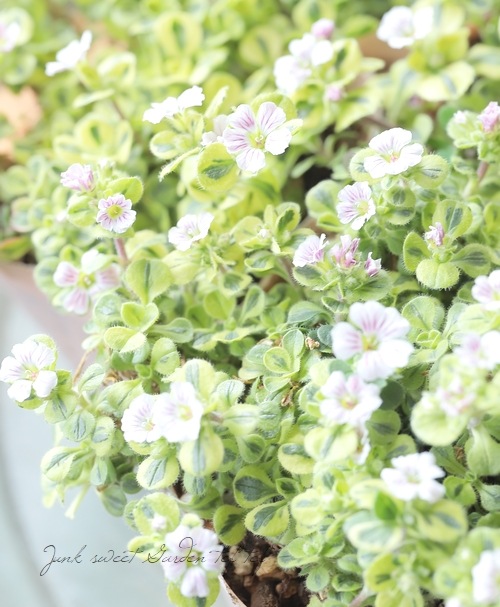 斑入りセラスチオイデス 『カーペットかすみ草』 バリエガータ