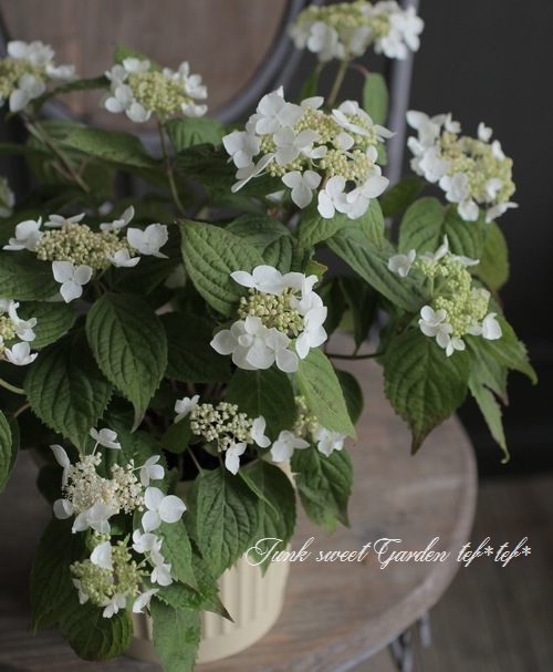 山紫陽花 コガクウツギ 『花笠』 | すべての商品 | | Junk sweet