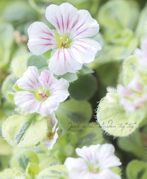 斑入りセラスチオイデス 『カーペットかすみ草』 バリエガータ