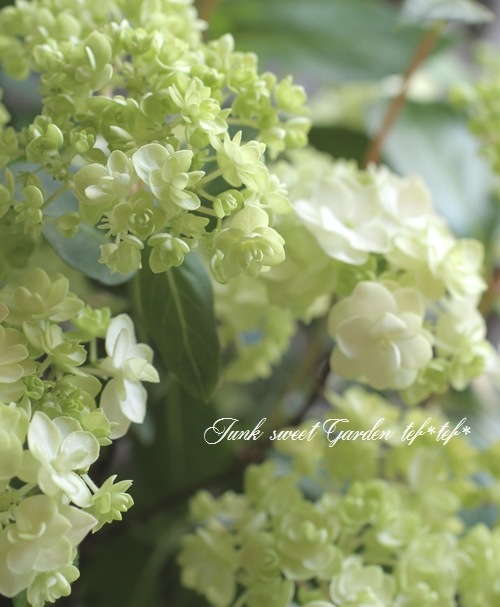山紫陽花 コガクウツギ『花笠』アジサイ　　　ラベル付き　超特大サイズ☆ 山紫陽花 コガクウツギ 『花笠』 | すべての商品 | | Junk sweet