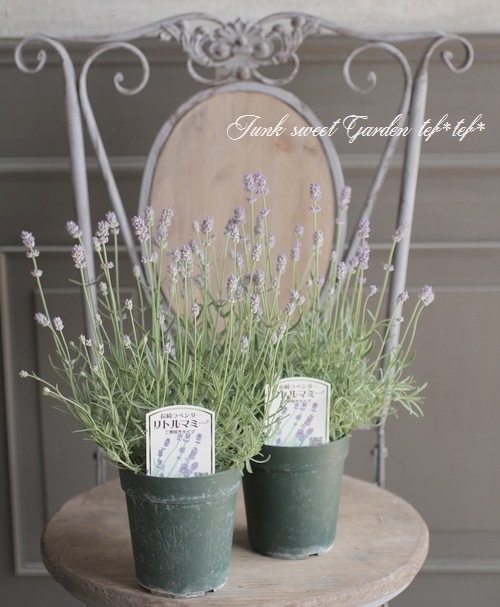 長崎ラベンダー 『リトルマミー』 イングリッシュラベンダー | すべて